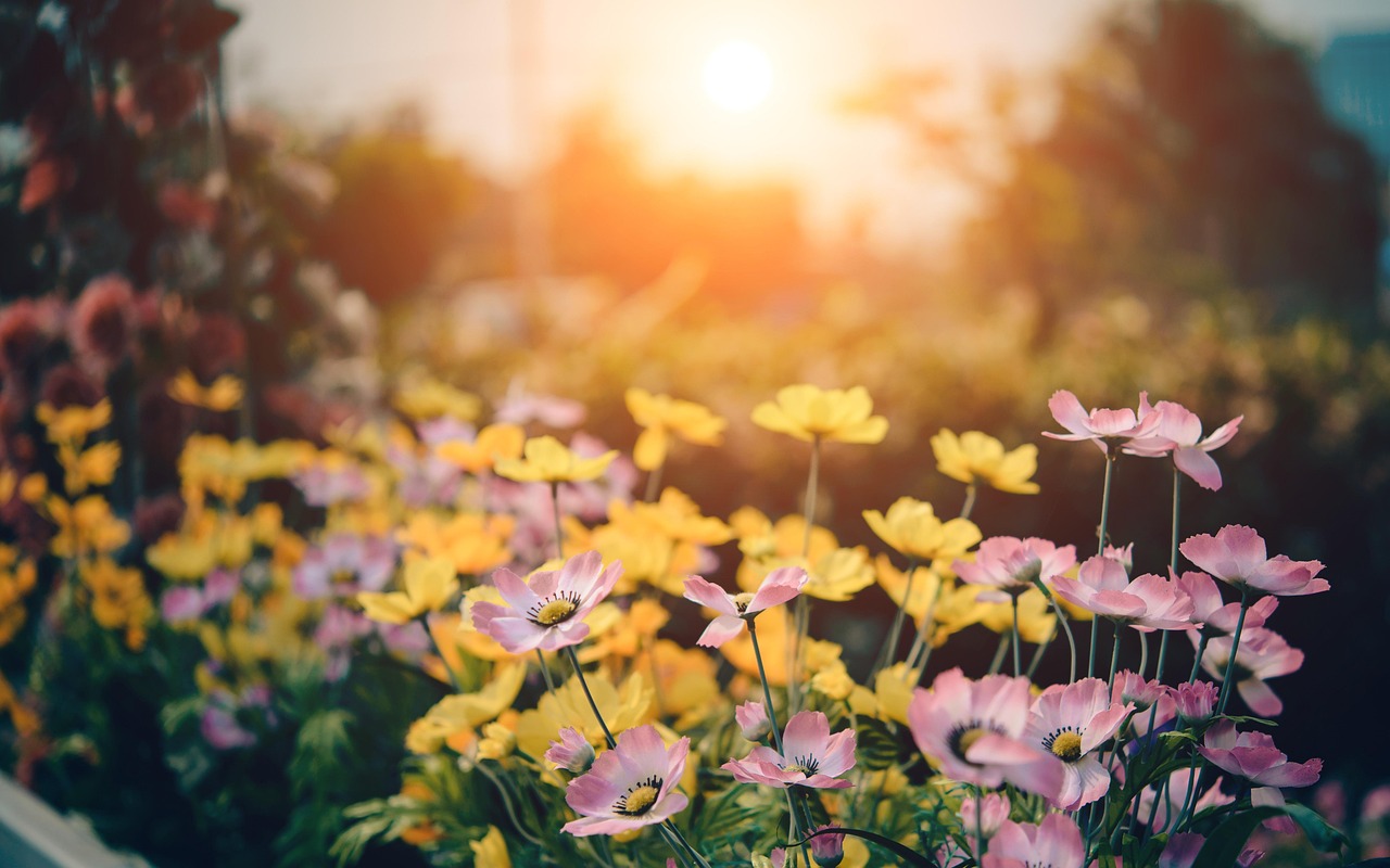 Gartenpflege – Blumenwiese
